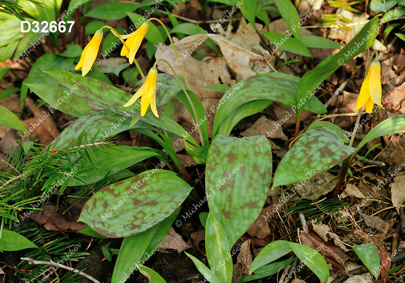 Yellow Trout Lily (Erythronium americanum)